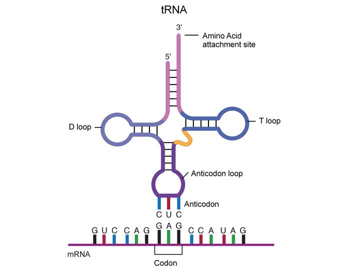 three structural differences between dna and rna