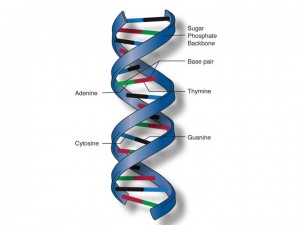 DNA double helix