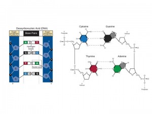 Nucleotide Base Pairing