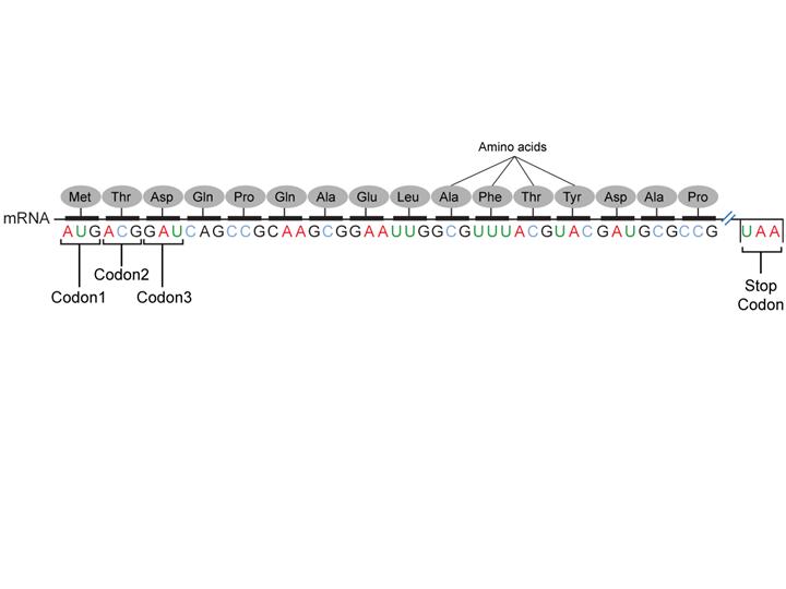 Codons Codons
