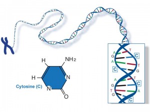 Fact Sheet: DNA-RNA-Protein