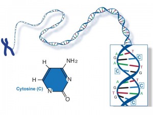 cytosine