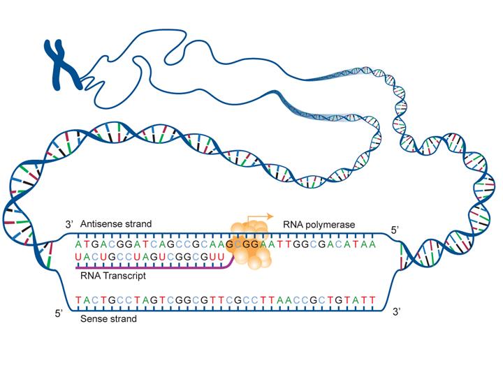 DNA is transcribed to RNA Transcription