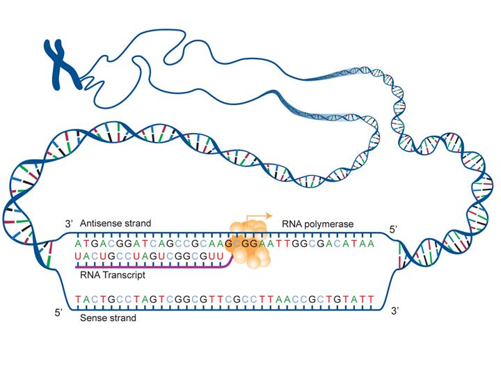 Fact Sheet Dna Rna Protein Microbenet The Microbiology Of The Built Environment Network