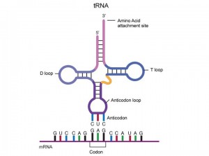 Transfer RNA (tRNA)