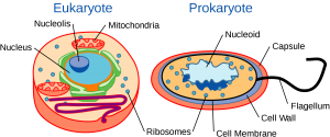 Eukaryotes and Prokaryotes