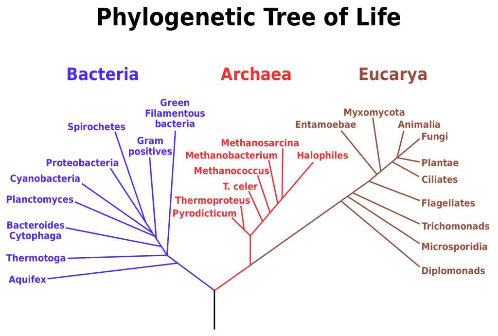 Tree of Life