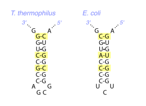 RNA sequences changes