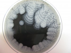 Bacterial growth