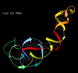 5S_ribosomal_RNA_ribbons