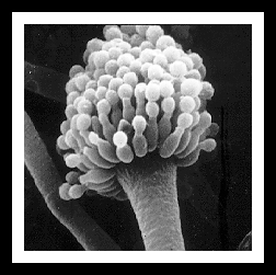 Aspergillus