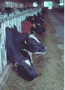 CAFO - USDA photo