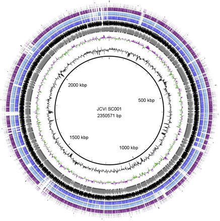 Genome of the pathogen Porphyromonas gingivalis recovered from a biofilm in a hospital sink using a high-throughput single-cell genomics platform