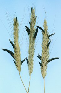 C. purpurea (the purple spikes) growing on heads of rye grass. Photo credit: Canadian Phytopathological Society