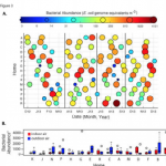 Bacterial abundances as determined via qPCR. 