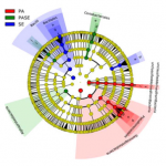 Cladogram showing the association of distinct ETT microbial components (OTUs) with the 3 groups of ETTs defined by culture