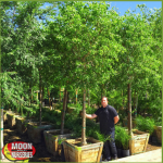 Sissoo tree, Moon Valley Nurseries, Arizona