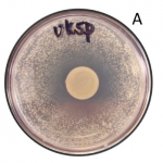 Zone of inhibition around a UK 5 pence coin